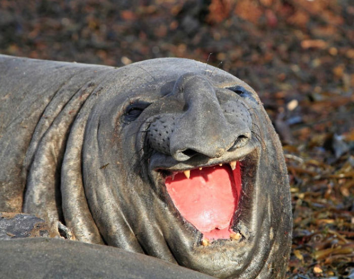 Funny-Laughing-Seals