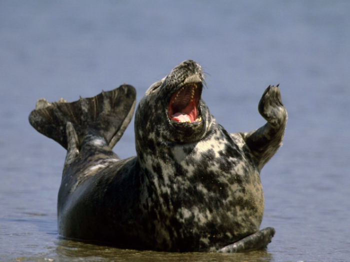 Funny-Laughing-Seals