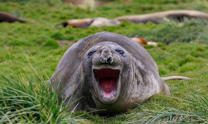 Funny-Laughing-Seals