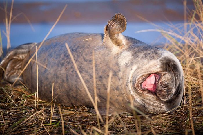 Funny-Laughing-Seals