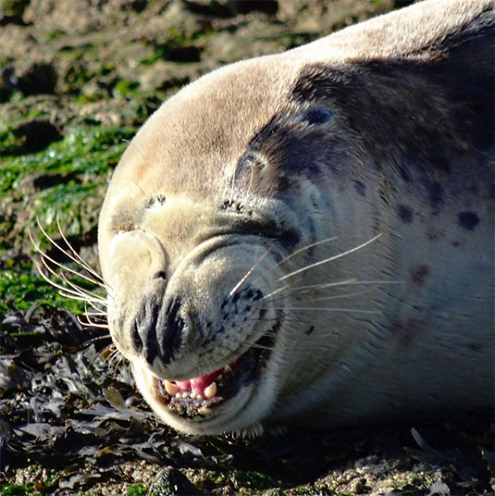 Funny-Laughing-Seals