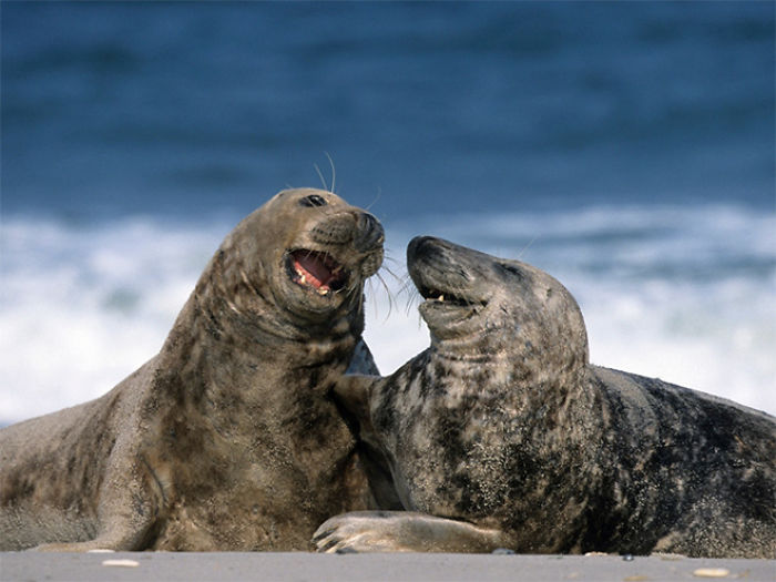 Funny-Laughing-Seals