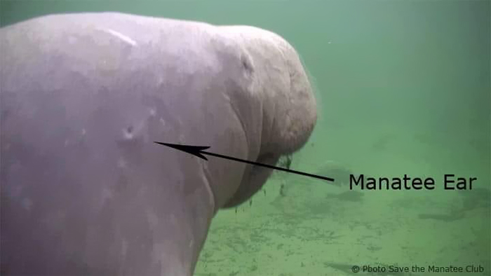 Funny-Odd-Science-Diagrams