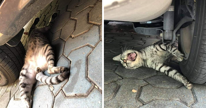 50 Gatos tan dramáticos que se merecen un Oscar (nuevas fotos)