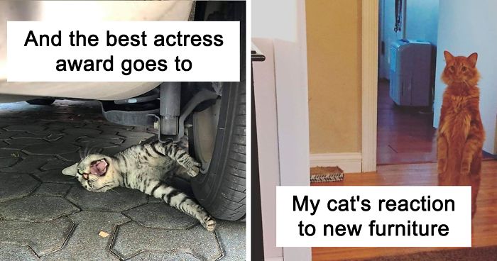 50 Overdramatic Cats Who Deserve An Oscar