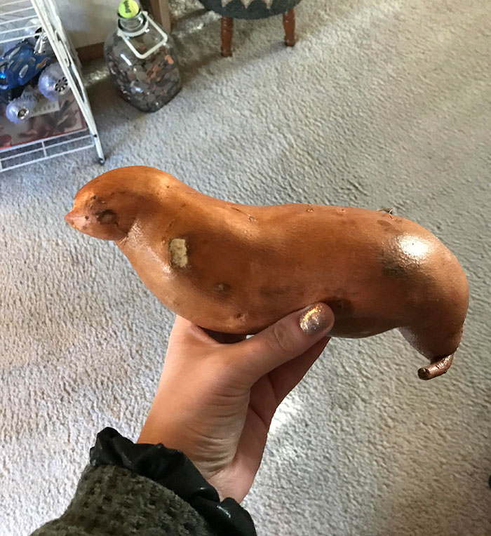 My Sweet Potato Looks Like A Sea Lion