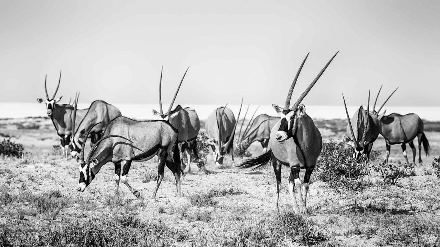 Gemsbok, Kalahari
