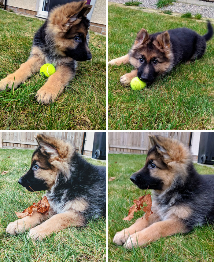 Pupper Enjoying Her New Ball And A Leaf
