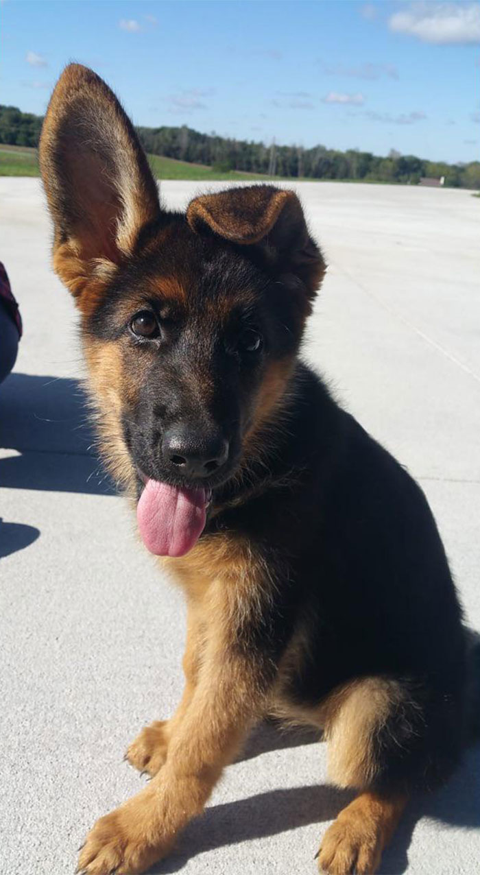 Meet Heidi. She’s A Derpy Dog