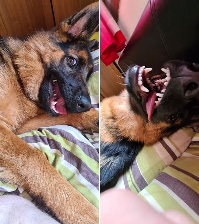 Puppy Stuck On Crazy Mode. Can Anyone With A Background In Pupology Please Help?