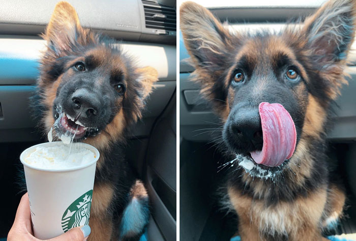 Baby Teeth And Yummy Puppuccino