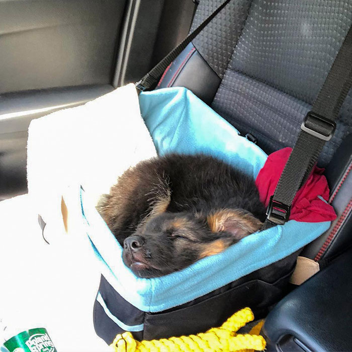 It’s So Exhausting Being This Cute