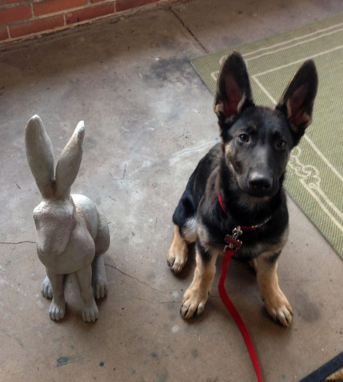 My German Shepherd Puppy Found Her Twin