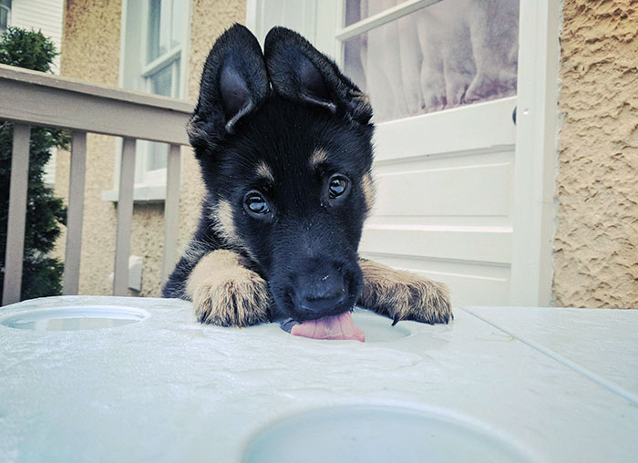 I Lost My Childhood Dog 4 Years Ago And Promised Myself One Day, I'd Get A Dog Of My Own, A German Shepherd Named "Partner". Meet My New Best Friend