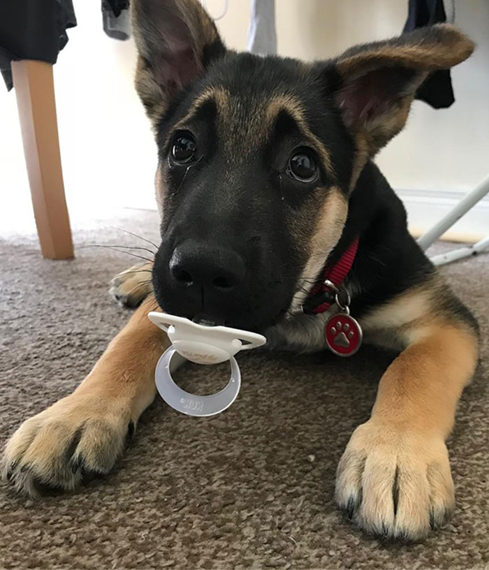 Cute Pupper German Shepherd