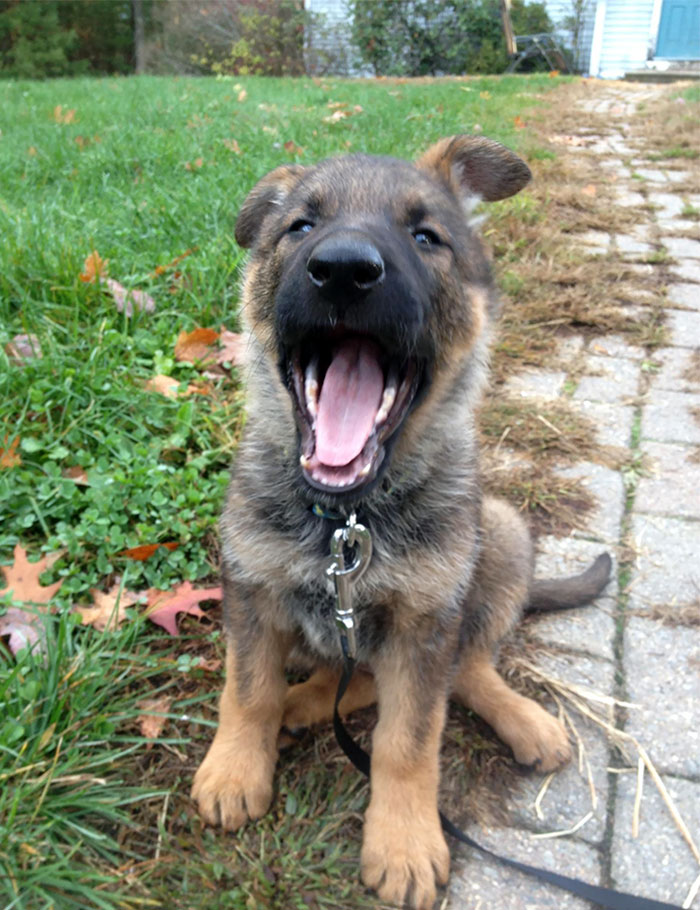 My Beautiful New German Shepherd Puppy, Raina