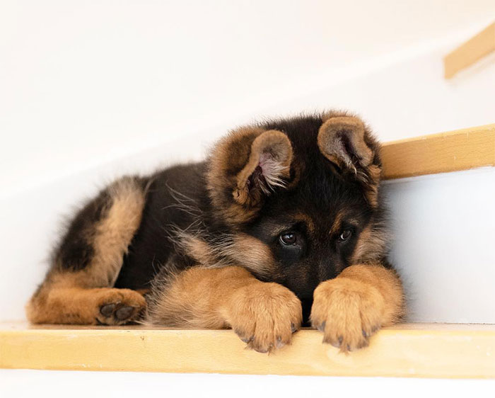 Enzo, I Can’t Believe How Small You Were Back In The Days. Now I Can’t Carry Around A Big Boy Of 41 Kg Even If I Want