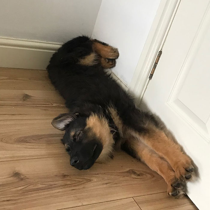 Superpup In Her Sleep