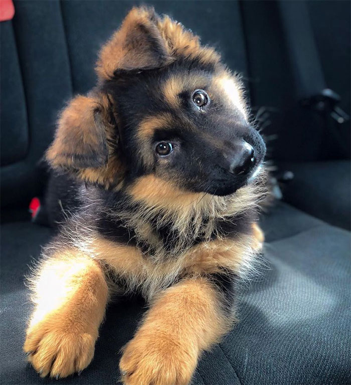 Jackson The German On The Way Home