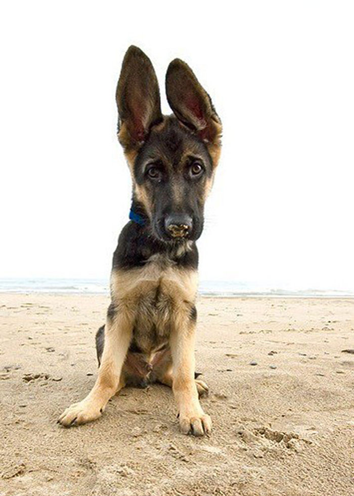 Oh My Goodness, Look At Those Ears! Too Cute