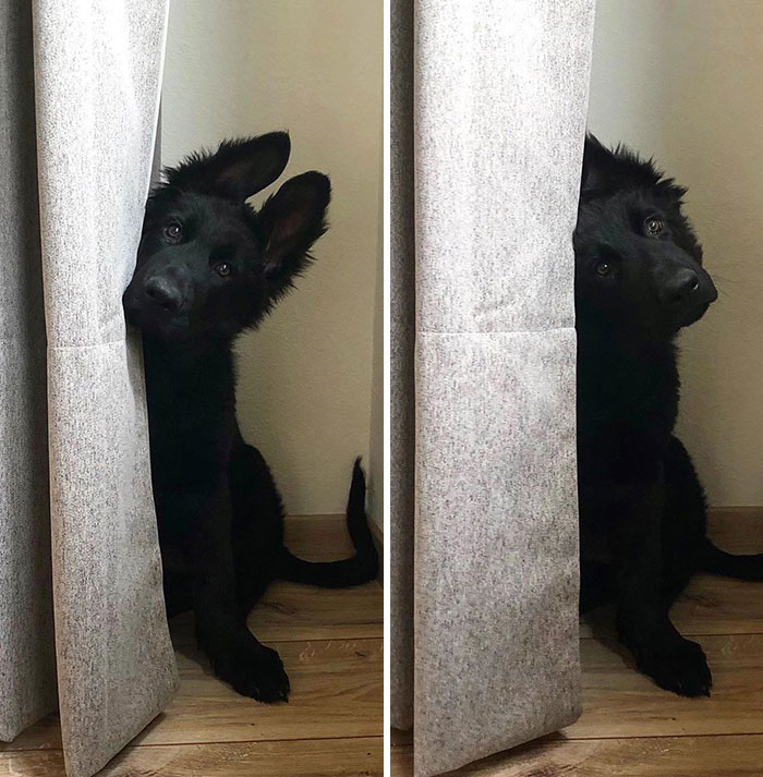 My Ears Love Playing Hide & Seek. First I Have Them... Then They’re Gone