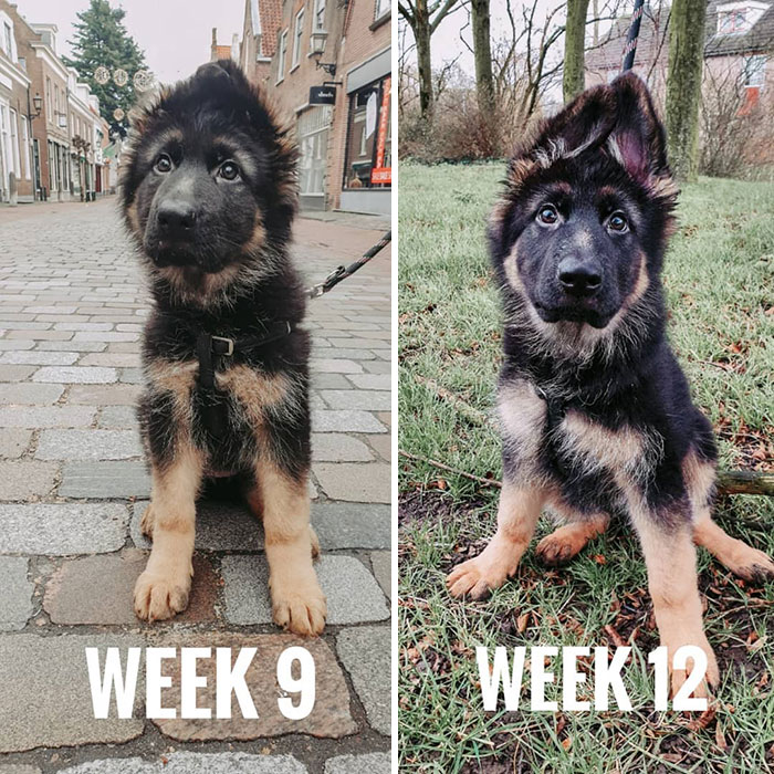 Progress Pic. Well, It's Mostly Ears