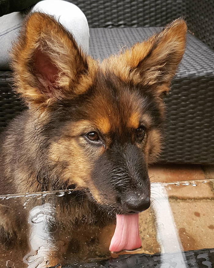 Dumbo The Flying Anteater? Right?!