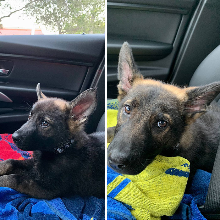First And Second Visit To The Vet, 1 Month Apart. They Grow Up So Fast