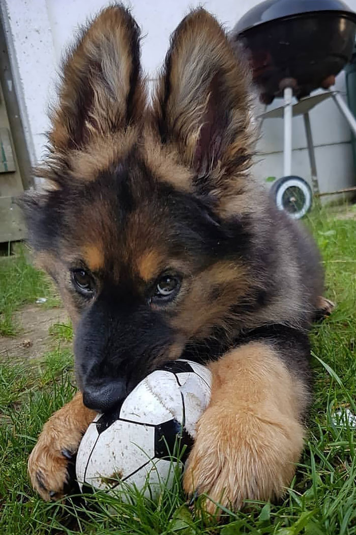 Ever Seen A Bunny Who Loves Balls?