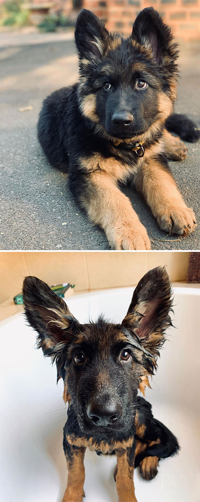 The Look I Give When I Hear Bath Time. Swipe Down To See What A Drowned Rat Looks Like