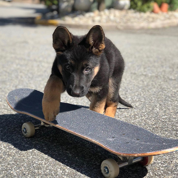 Ever See A Dog Skateboard?