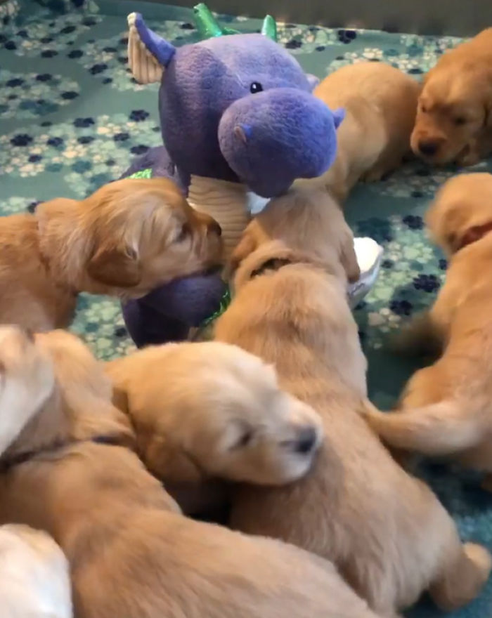 A Litter Of 4-Week-Old Goldies Get Mesmerized By A Dragon Reading Them A Bedtime Story A Litter Of 4-Week-Old Goldies Get Mesmerized By A Dragon Reading Them A Bedtime Story