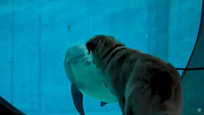 After A Video Chat With A Rescued Dolphin, This Golden Retriever Got A Chance To Meet Her In Real Life After A Video Chat With A Rescued Dolphin, This Golden Retriever Got A Chance To Meet Her In Real Life