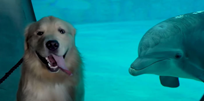 After A Video Chat With A Rescued Dolphin, This Golden Retriever Got A Chance To Meet Her In Real Life After A Video Chat With A Rescued Dolphin, This Golden Retriever Got A Chance To Meet Her In Real Life