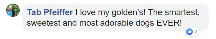 After A Video Chat With A Rescued Dolphin, This Golden Retriever Got A Chance To Meet Her In Real Life