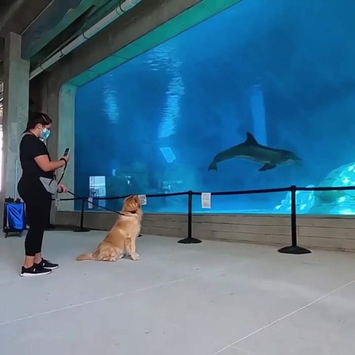 After A Video Chat With A Rescued Dolphin, This Golden Retriever Got A Chance To Meet Her In Real Life