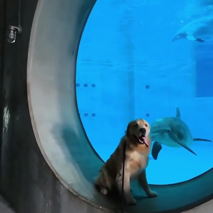 After A Video Chat With A Rescued Dolphin, This Golden Retriever Got A Chance To Meet Her In Real Life After A Video Chat With A Rescued Dolphin, This Golden Retriever Got A Chance To Meet Her In Real Life