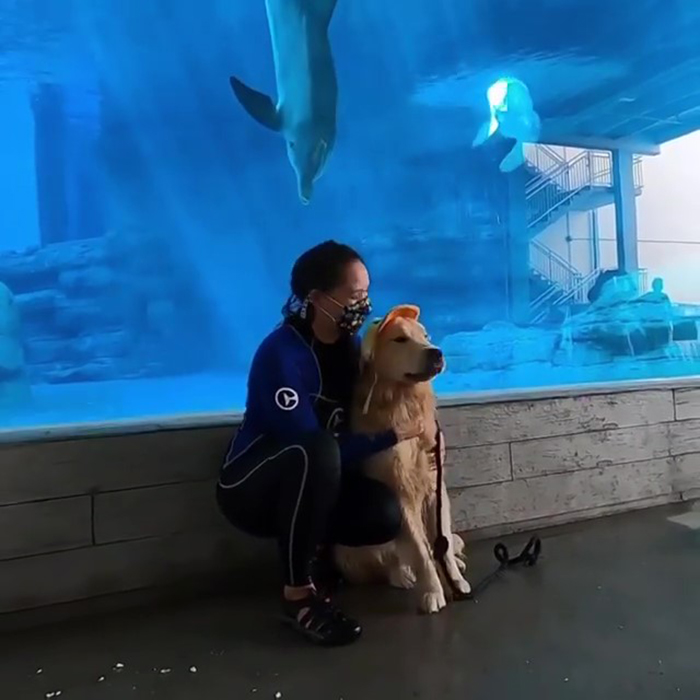 After A Video Chat With A Rescued Dolphin, This Golden Retriever Got A Chance To Meet Her In Real Life After A Video Chat With A Rescued Dolphin, This Golden Retriever Got A Chance To Meet Her In Real Life