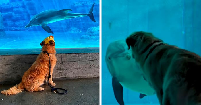 After A Video Chat With A Rescued Dolphin, This Golden Retriever Got A Chance To Meet Her In Real Life