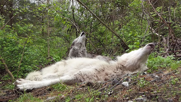 These 2 Wolves Went Viral For Being So Lazy That They Howl While Lying Down
