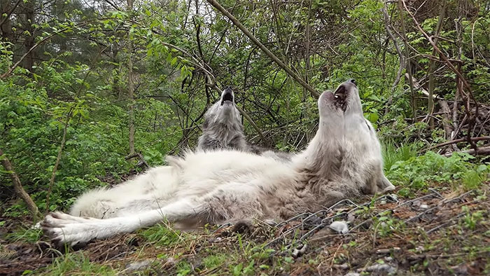 These 2 Wolves Went Viral For Being So Lazy That They Howl While Lying Down These 2 Wolves Went Viral For Being So Lazy That They Howl While Lying Down