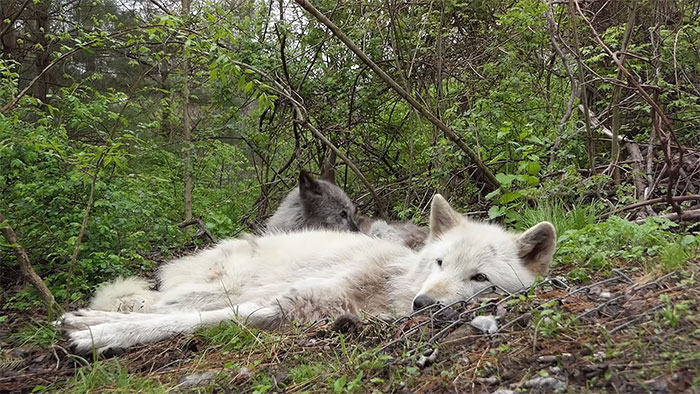 These 2 Wolves Went Viral For Being So Lazy That They Howl While Lying Down