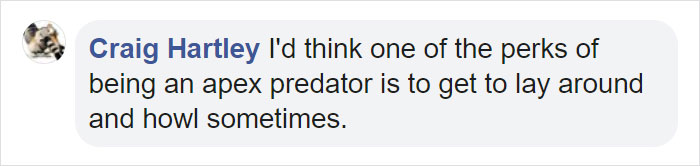 These 2 Wolves Went Viral For Being So Lazy That They Howl While Lying Down