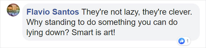 These 2 Wolves Went Viral For Being So Lazy That They Howl While Lying Down