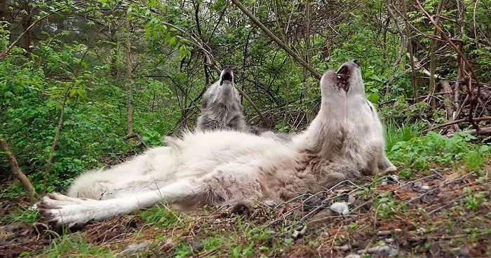 These 2 Wolves Went Viral For Being So Lazy That They Howl While Lying DownThese 2 Wolves Went Viral For Being So Lazy That They Howl While Lying Down