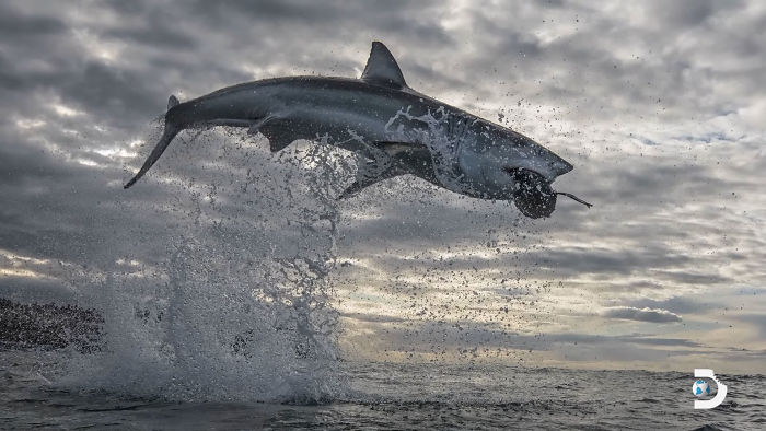 Great White Shark Jumps 15 Feet Through The Air As The Highest Ever Water Breach Is Recorded In South Africa Great White Shark Jumps 15 Feet Through The Air As The Highest Ever Water Breach Is Recorded In South Africa