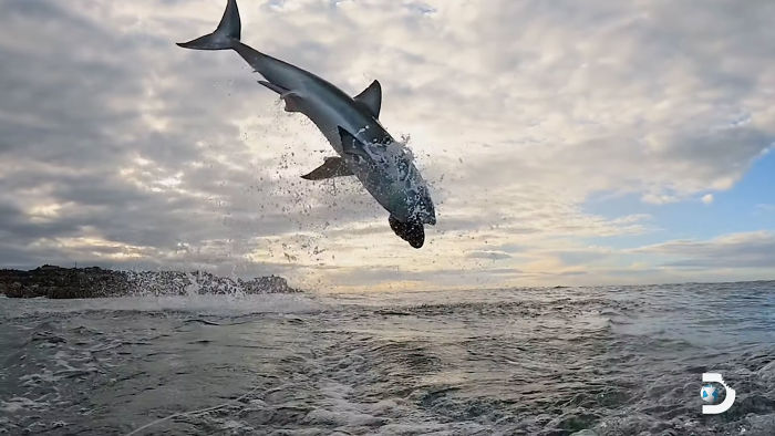 Great White Shark Jumps 15 Feet Through The Air As The Highest Ever Water Breach Is Recorded In South Africa Great White Shark Jumps 15 Feet Through The Air As The Highest Ever Water Breach Is Recorded In South Africa