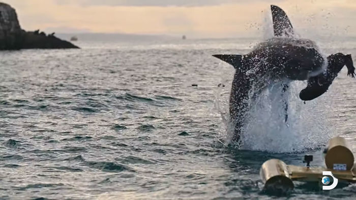 Great White Shark Jumps 15 Feet Through The Air As The Highest Ever Water Breach Is Recorded In South Africa Great White Shark Jumps 15 Feet Through The Air As The Highest Ever Water Breach Is Recorded In South Africa