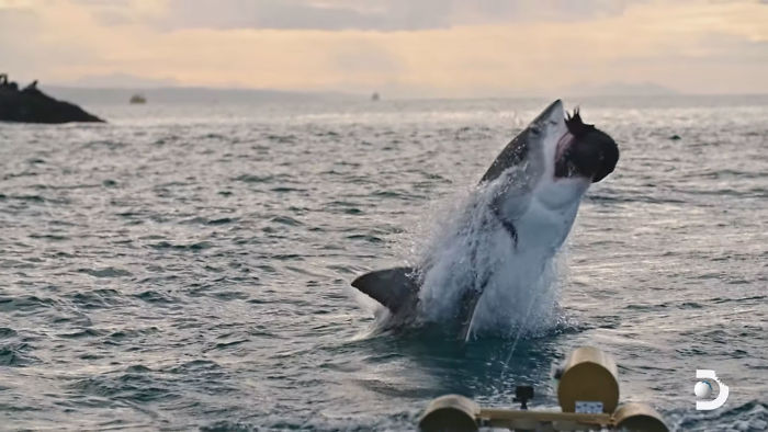Great White Shark Jumps 15 Feet Through The Air As The Highest Ever Water Breach Is Recorded In South Africa