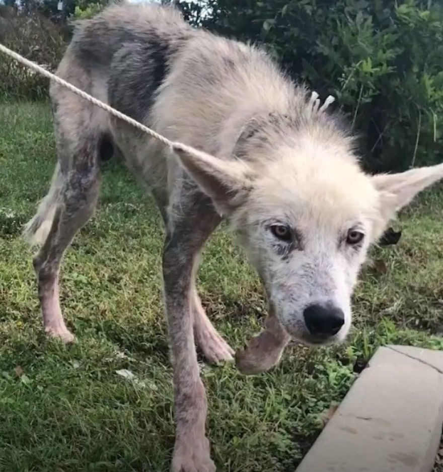 Cruel Man Starves Husky As Revenge On His Wife That Divorced Him, The Dog Undergoes Amazing Transformation After Being Rescued